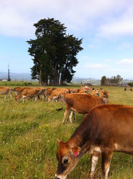 Pacific Coast Homestead